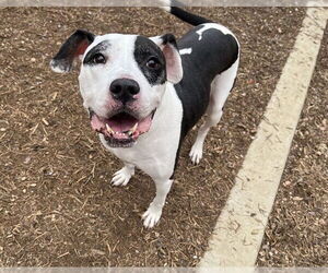 Medium Photo #1 American Pit Bull Terrier-Unknown Mix Puppy For Sale in Plano, TX, USA
