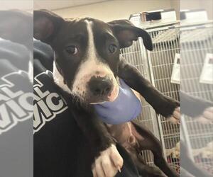 American Pit Bull Terrier-Unknown Mix Dogs for adoption in Sacramento, CA, USA