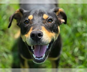 Rottweiler-Unknown Mix Dogs for adoption in Anniston, AL, USA