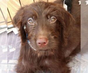 Labrador Retriever-Unknown Mix Dogs for adoption in Washington, DC, USA