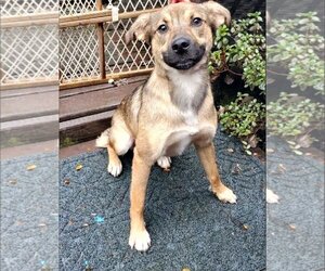 Chihuahua-German Shepherd Dog Mix Dogs for adoption in Bardstown, KY, USA