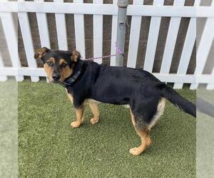 Labrottie Dogs for adoption in Modesto, CA, USA