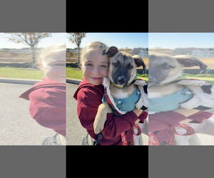 Labrador Retriever-Unknown Mix Dogs for adoption in NYC, NY, USA