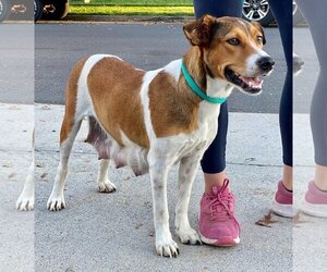 Mutt Dogs for adoption in Mechanicsburg, PA, USA