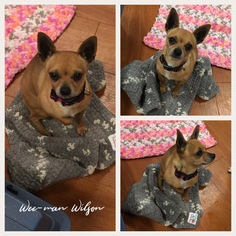 Chihuahua Dogs for adoption in Princeton, British Columbia, Canada