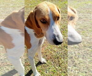 Mutt Dogs for adoption in Hilton Head, SC, USA