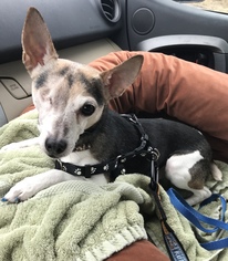 Rat-Cha Dogs for adoption in Delaplane, VA, USA