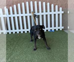 American Pit Bull Terrier Dogs for adoption in Modesto, CA, USA