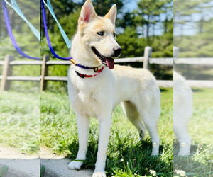 Siberian Husky-Unknown Mix Dogs for adoption in Manahawkin, NJ, USA