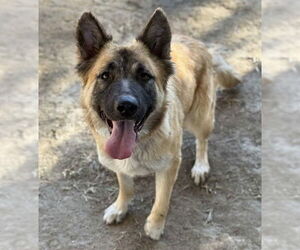 German Shepherd Dog-Unknown Mix Dogs for adoption in Riverside, CA, USA