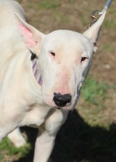 Bull Terrier Dogs for adoption in PIPE CREEK, TX, USA