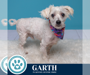 Maltipoo Dogs for adoption in Kimberton, PA, USA