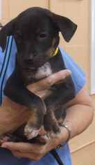 Mutt Dogs for adoption in Orangeburg, SC, USA