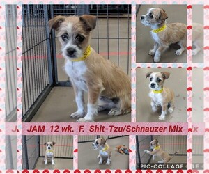 Pointer Dogs for adoption in Mesa, AZ, USA