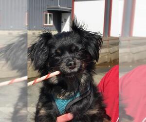 Papillon-Unknown Mix Dogs for adoption in Longview, WA, USA
