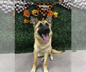 German Shepherd Dog-Unknown Mix Dogs for adoption in Grasswood, Saskatchewan, Canada