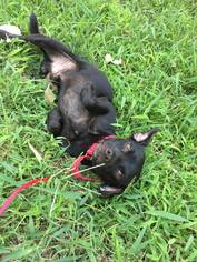 Chiweenie Dogs for adoption in Darlington, MD, USA