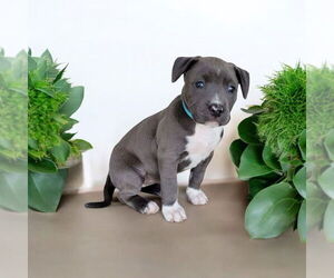 American Pit Bull Terrier Dogs for adoption in Menifee, CA, USA
