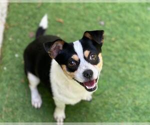 Chihuahua-Unknown Mix Dogs for adoption in Raleigh, NC, USA