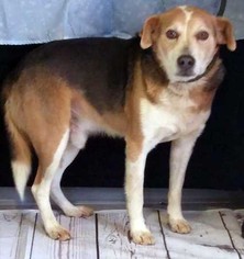 Beagle Dogs for adoption in Low Moor, VA, USA