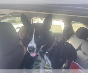 Mutt Dogs for adoption in Fort Lauderdale, FL, USA