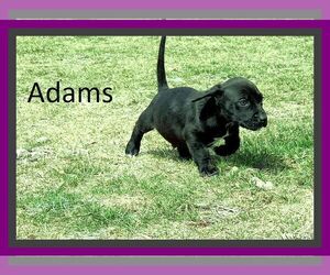 Mutt Dogs for adoption in Genoa City, WI, USA