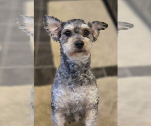 Mutt Dogs for adoption in Rochester, NY, USA