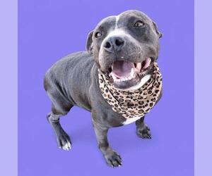 American Pit Bull Terrier Dogs for adoption in Bakersfield, CA, USA