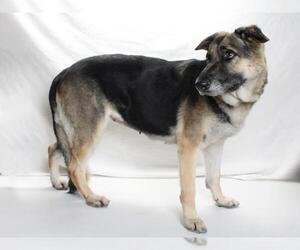 Medium Photo #1 German Shepherd Dog Puppy For Sale in Burbank, CA, USA