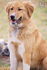 Gollie Dogs for adoption in Pryor, OK, USA