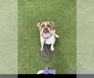 Bulloxer Dogs for adoption in Las Vegas, NV, USA