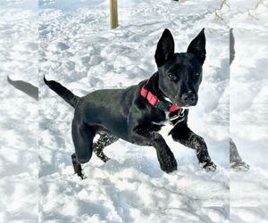 Jack Russell Terrier Dogs for adoption in GILBERTS, IL, USA