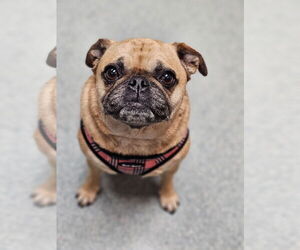 Pug Dogs for adoption in Lebanon, PA, USA