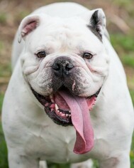 Bulldog Dogs for adoption in Miami, FL, USA