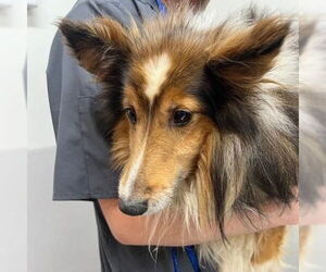 Mutt Dogs for adoption in Dublin, OH, USA