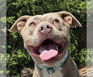 American Staffordshire Terrier-Unknown Mix Dogs for adoption in Albuquerque, NM, USA