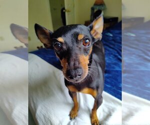 Miniature Pinscher Dogs for adoption in Arlington, WA, USA