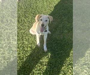 Labrador Retriever Dogs for adoption in Pasadena, TX, USA