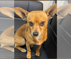 Chihuahua-Unknown Mix Dogs for adoption in Cranston, RI, USA