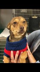 Chipin Dogs for adoption in Troy, IL, USA