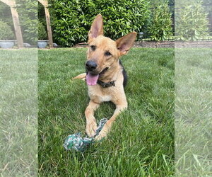 German Shepherd Dog Dogs for adoption in Rocky Point, NC, USA