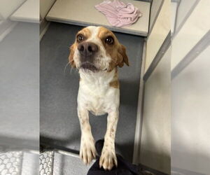 Beagle Dogs for adoption in Glen Allen, VA, USA