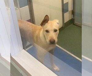 Labrador Retriever-Unknown Mix Dogs for adoption in Plano, TX, USA