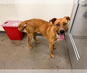 Shepradors Dogs for adoption in Berkeley , CA, USA