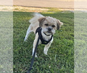 Shih Tzu Dogs for adoption in Macon, MO, USA