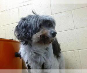 Poodle (Miniature) Dogs for adoption in Downey, CA, USA