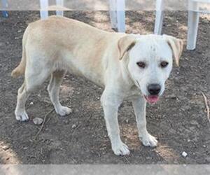 Labrador Retriever-Unknown Mix Dogs for adoption in San Antonio, TX, USA