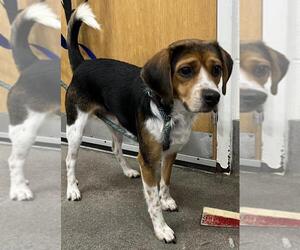 Beagle Dogs for adoption in Forestville, MD, USA