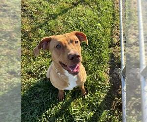 American Pit Bull Terrier-Labrador Retriever Mix Dogs for adoption in Louisville, KY, USA