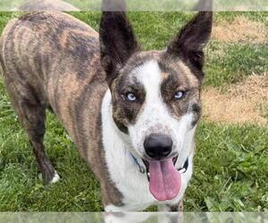 German Shepherd Dog-Siberian Husky Mix Dogs for adoption in Pueblo, CO, USA